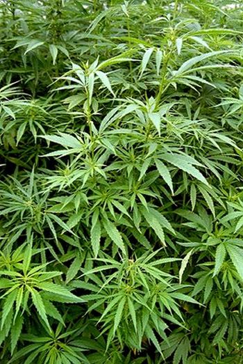 Cannibis plants - Michael Wolf